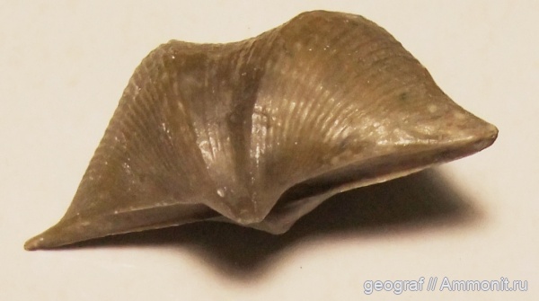 брахиоподы, девон, палеозой, верхний девон, франский ярус, Рудкино, Дон