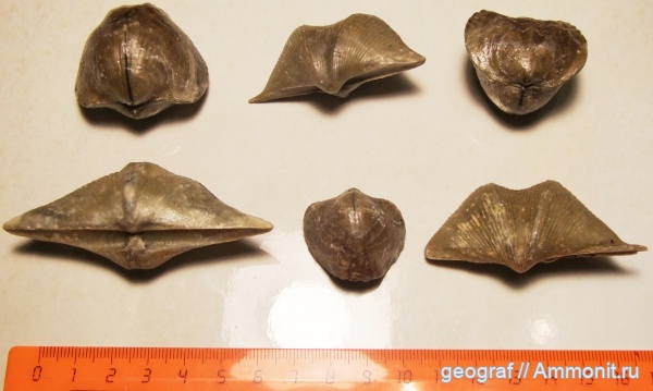 брахиоподы, девон, палеозой, Cyrtospirifer, верхний девон, франский ярус, Рудкино, Дон