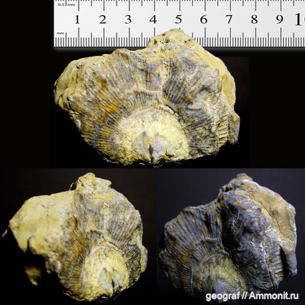 брахиоподы, девон, палеозой, фаменский ярус, верхний девон, Рудкино, Дон