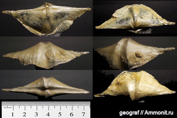 брахиоподы, девон, палеозой, Cyrtospirifer, верхний девон, Cyrtospirifer rudkinensis, франский ярус, Рудкино, Дон