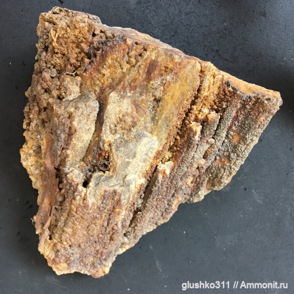 Украина, Dadoxylon, Дружковка, Ukraine