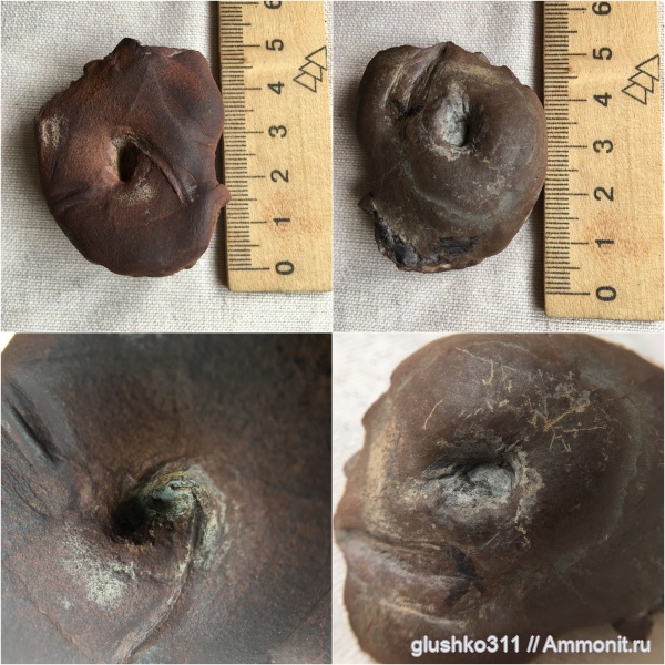 карбон, Украина, споровые, хвощевидные, высшие растения, carbon, Днепропетровская область