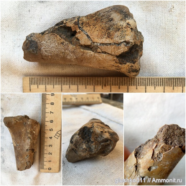 позвоночные, Украина, Изюм, Jurassic