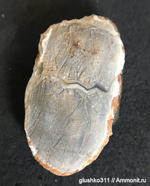 морские ежи, иглокожие, мел, Украина, Echinoidea, Cretaceous, Ukraine