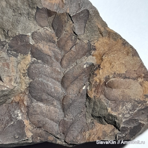 карбон, палеозой, Флора, голосеменные, птеридоспермы, Neuropteris, Neuropteris heterophylla