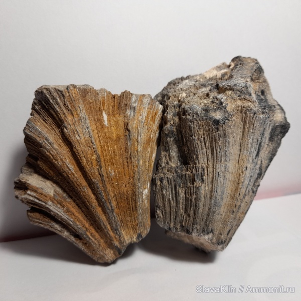 карбон, губки, Chaetetes