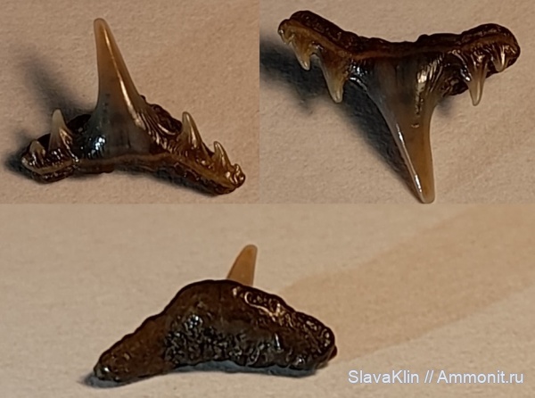 акулы, зубы акул, Synechodus, teeth, sharks