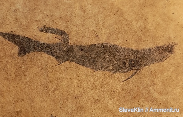 карбон, рыбы, акантоды, Acanthodes, Acanthodes lopatini