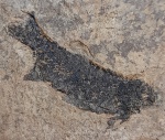 Paleonisci - лучепёрая рыба