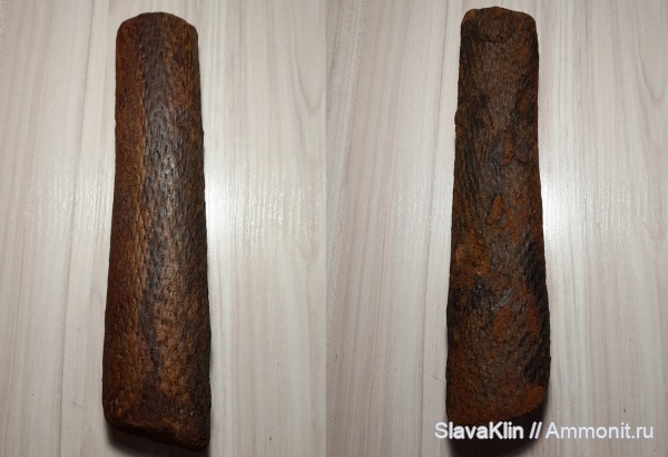 карбон, Флора, лепидодендрон, лепидофиты, Lepidodendron, Angaraphlois