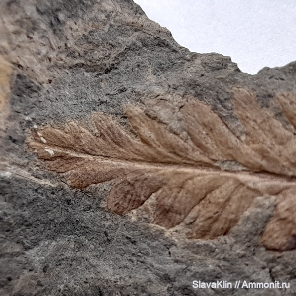 карбон, палеозой, Флора, голосеменные, птеридоспермы, Mariopteris, Mariopteris nervosa