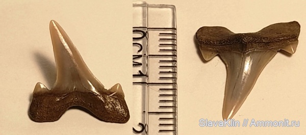 мел, Cretalamna, сеноман, зубы акул, Cretalamna appendiculata
