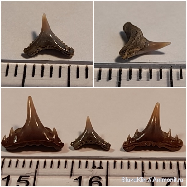 акулы, зубы акул, Synechodus, teeth, sharks