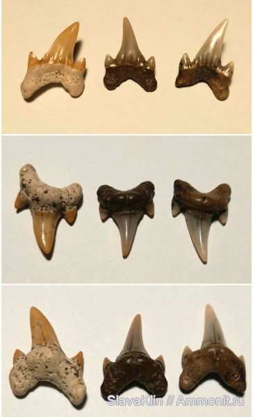 зубы, акулы, Archaeolamna, Archaeolamna kopingensis, teeth, sharks