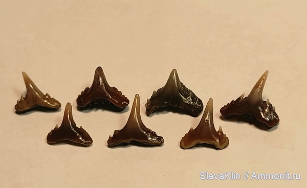 акулы, зубы акул, Synechodus, teeth, sharks