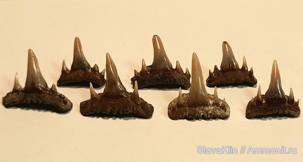 акулы, зубы акул, Paraorthacodus, Paraorthacodus recurvus, teeth, sharks