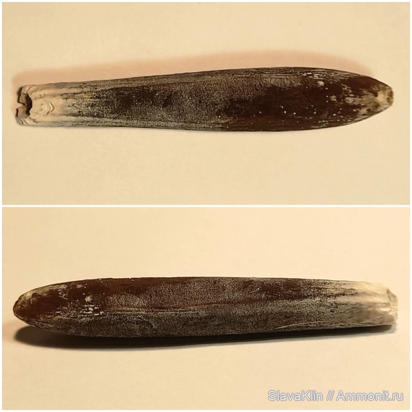 белемниты, головоногие моллюски, Actinocamax, Actinocamax verus, колеоидеи