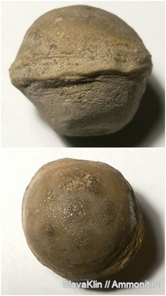 ордовик, мшанки