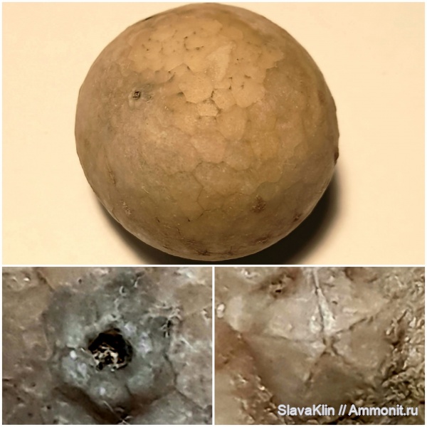 иглокожие, ордовик, цистоидеи, Echinosphaerites aurantium