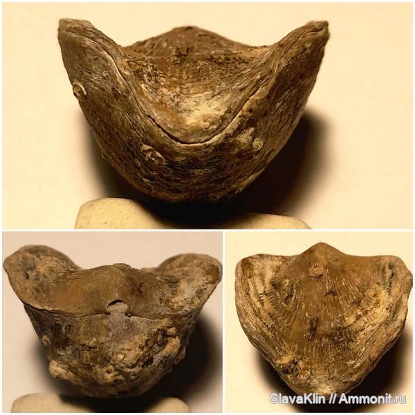 брахиоподы, девон, Atrypa, Atrypa tanaica