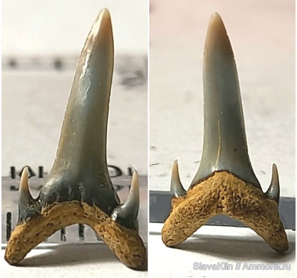 зубы, акулы, Carcharias, teeth, sharks