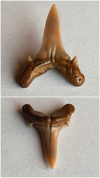 зубы, акулы, Eostriatolamia, teeth, sharks