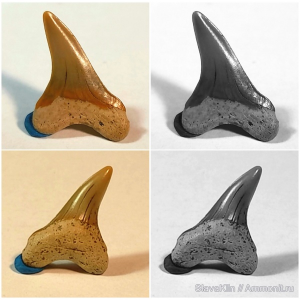 акулы, зубы акул, Cretoxyrhina, Cretoxyrhina mantelli, teeth, sharks