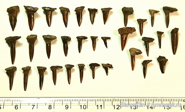 рыбы, зубы, Enchodus, teeth