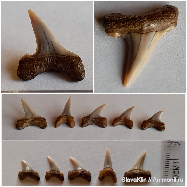 зубы, акулы, teeth, sharks, Acrolamna