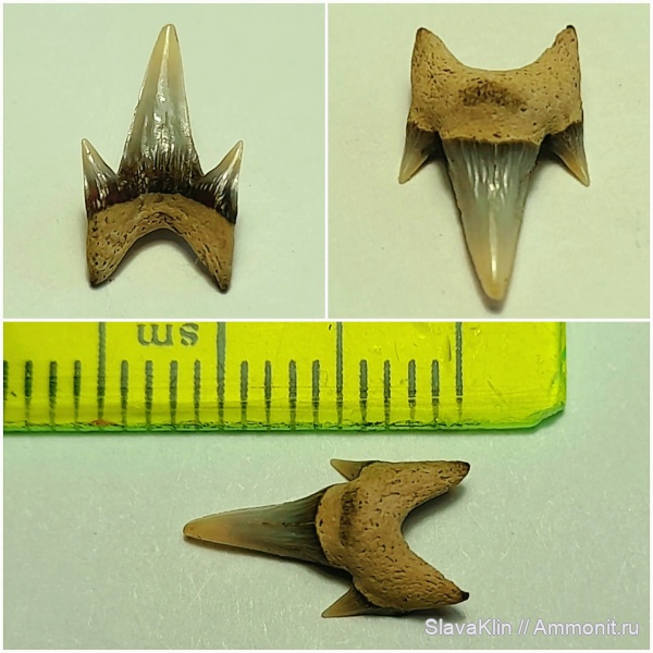 зубы, акулы, Protolamna, Protolamna sokolovi, teeth, sharks
