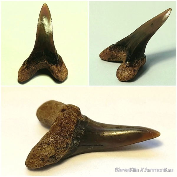 зубы, акулы, Cretoxyrhina, Cretoxyrhina mantelli, teeth, sharks