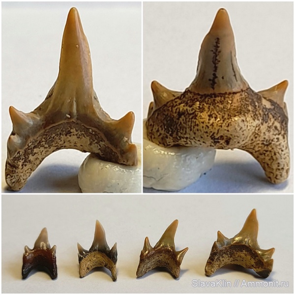 зубы, акулы, Protolamna, teeth, sharks