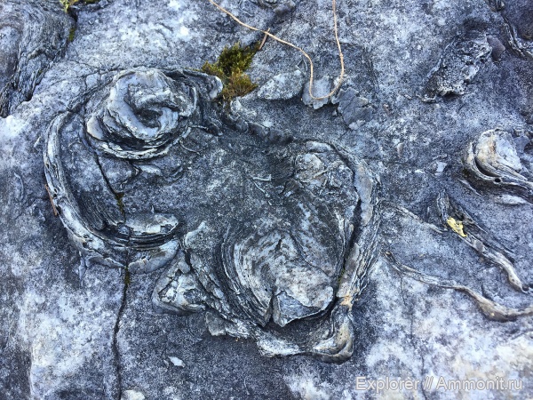 моллюски, мел, мезозой, Грузия, беспозвоночные, Amphidonta, Рача, шаорское водохранилище