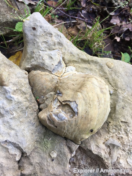 Моллюски и другие окаменелости, Шаорское водохранилище, Рача, Грузия