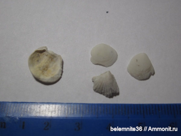 брахиоподы