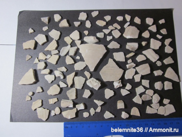 мел, двустворчатые моллюски, Inoceramus, Cretaceous