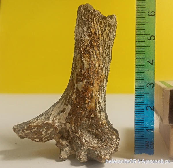 мел, губки, сантон, Воронежская область, Santonian