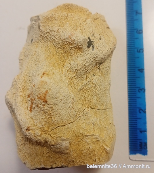 мел, мезозой, верхний мел, сантонский ярус, Воронежская область, коньякский ярус, Туронский ярус