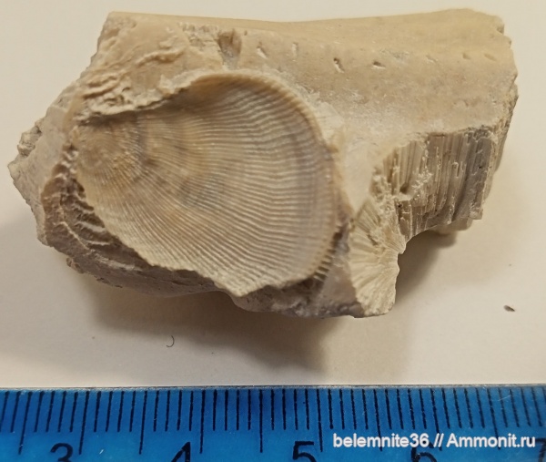 мел, мезозой, двустворчатые моллюски, верхний мел, Spondylus, сантонский ярус, коньякский ярус, Cretaceous, Туронский ярус