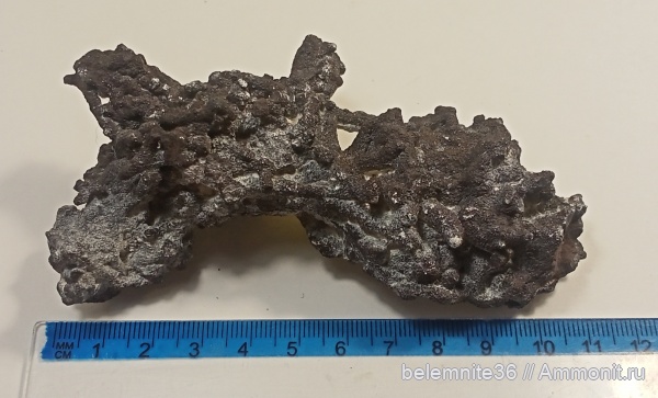 мел, мезозой, верхний мел, сантонский ярус, коньякский ярус, Туронский ярус