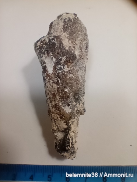 мел, губки, сантон, Воронежская область, Coscinopora, Santonian, Cretaceous