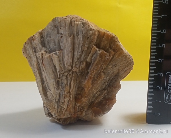 карбон, губки, хететес, Chaetetes, морена