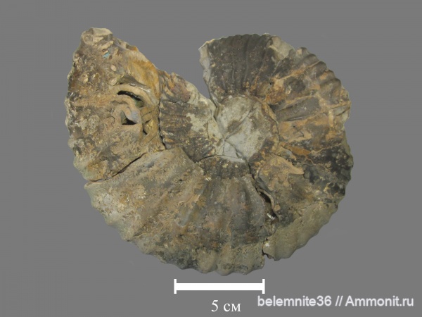 мел, мезозой, Самарская область