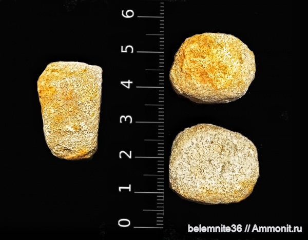 ихтиозавры, кости, Волгоградская область, Волгоград, фаланги, элемент ласта морской рептилии