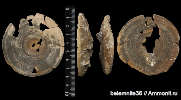мел, рыбы, меловой период, мезозой, акулы, верхний мел, позвонки рыб, позвонки акул, Turonian, fish, sharks, Туронский ярус