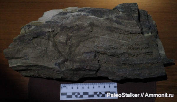 окаменевшее дерево, пермский период, окаменевшая древесина, Татарстан