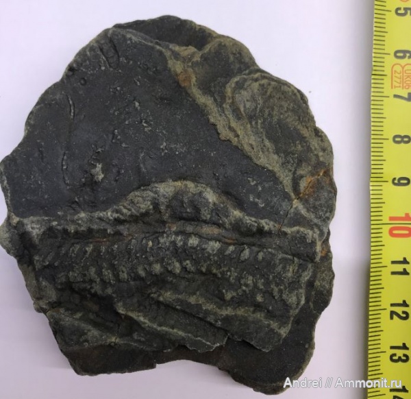 Находки Украина, с.Яремча Ивано-Франсковская обл.