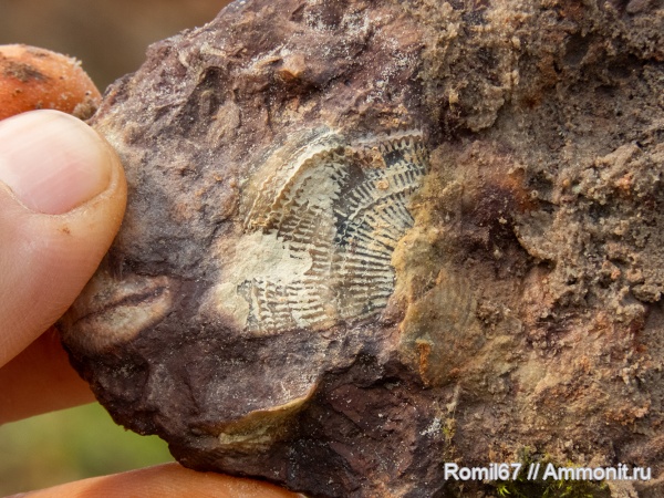 Atrypida, Ильменский глинт