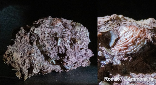 Chonetipustula petini