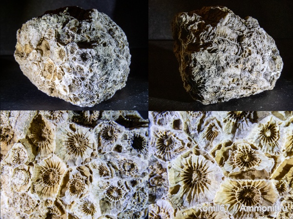кораллы, нижний карбон, Actinocyathus, визейский ярус, Хотошино